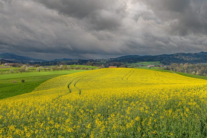 so-schoen-kann-Fruehling-sein-scaled